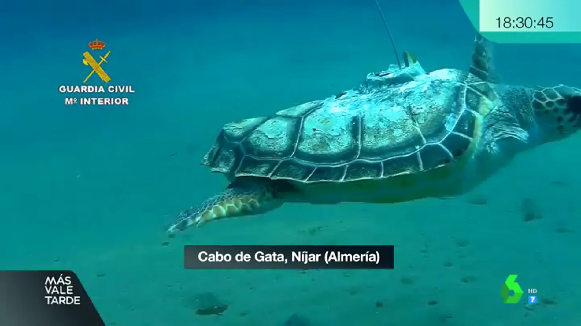Benjamín, la tortuga que regresa al Mediterráneo sin una aleta tras dos años de recuperación