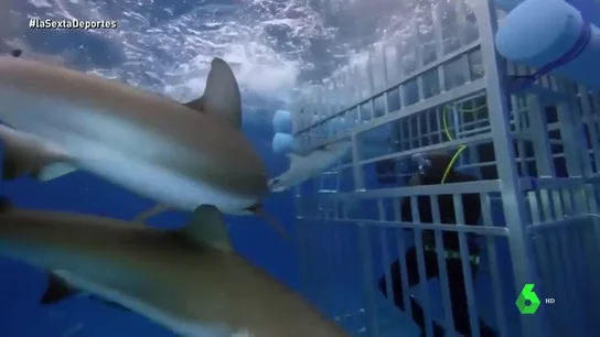 Shaq tiburones Shaq tiburones