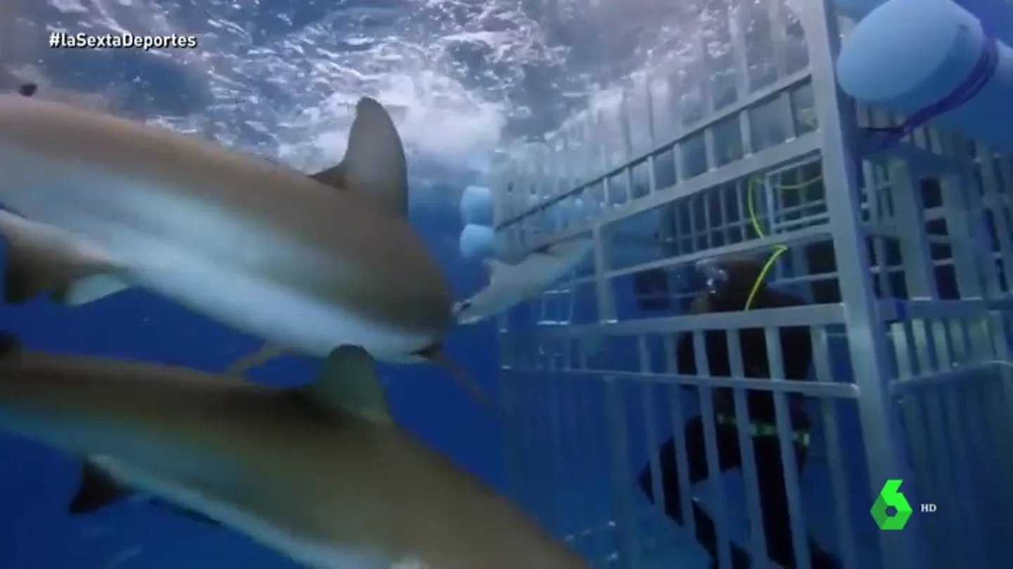 Shaq tiburones Shaq tiburones