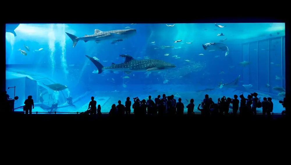 S.E.A. Aquarium. Singapur