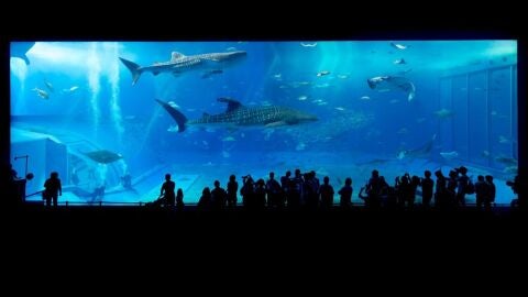 S.E.A. Aquarium. Singapur