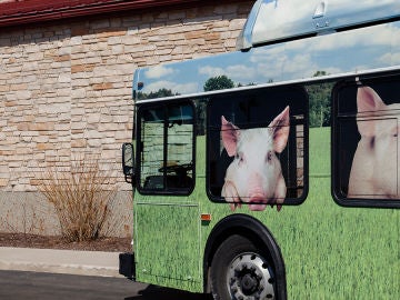 The Pig Adventure The Pig Adventure