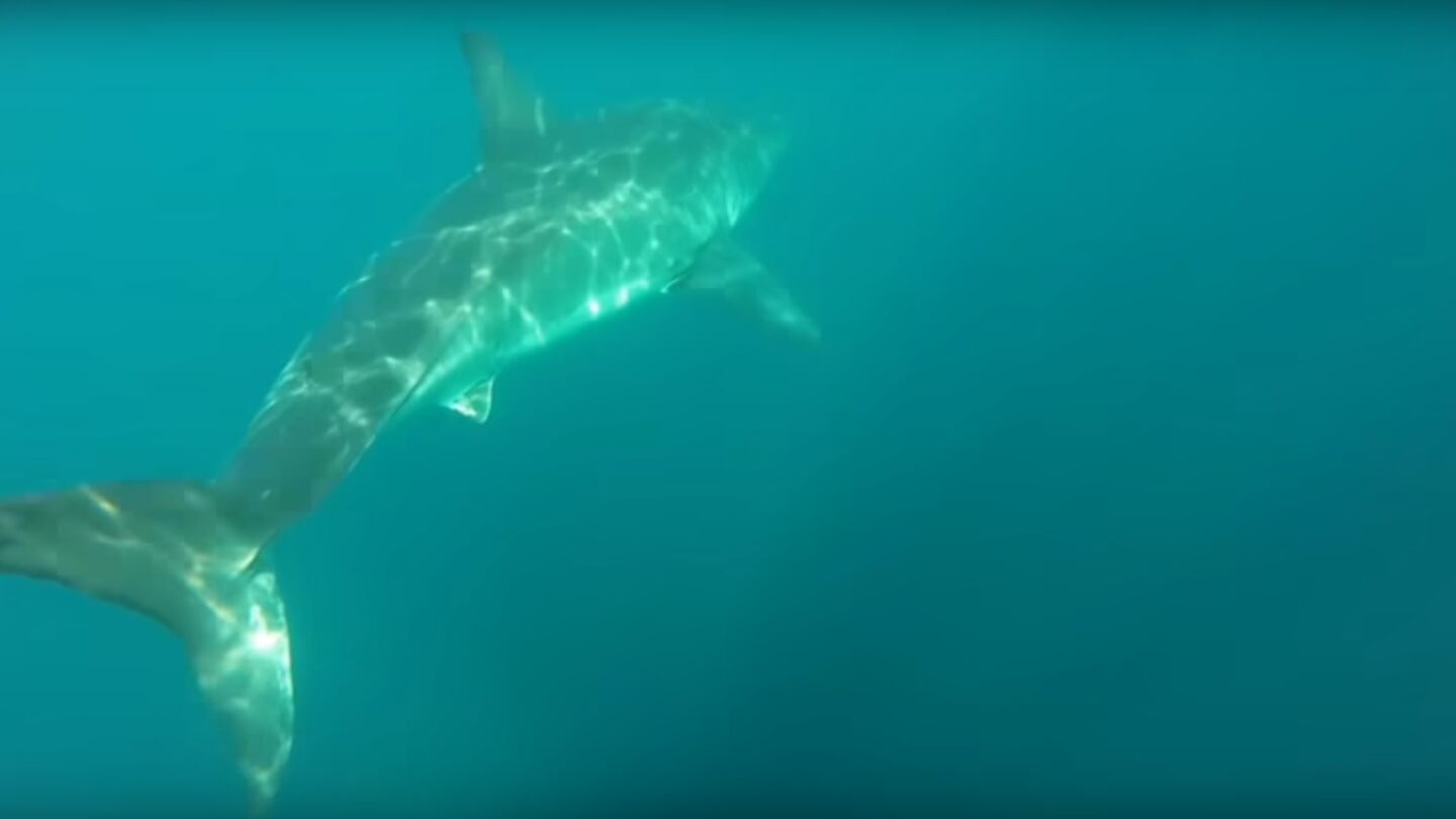 Un tibur&oacute;n blanco persigue a dos kayakistas