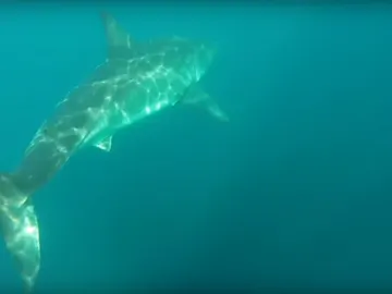 Un tiburón blanco persigue a dos kayakistas Un tiburón blanco persigue a dos kayakistas