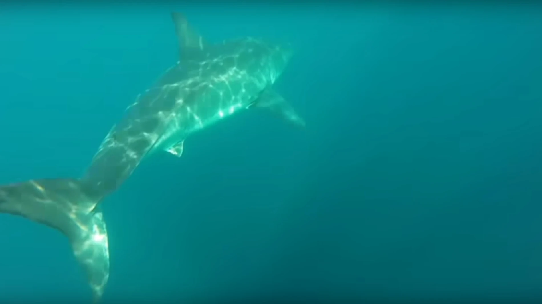 Un tiburón blanco persigue a dos kayakistas