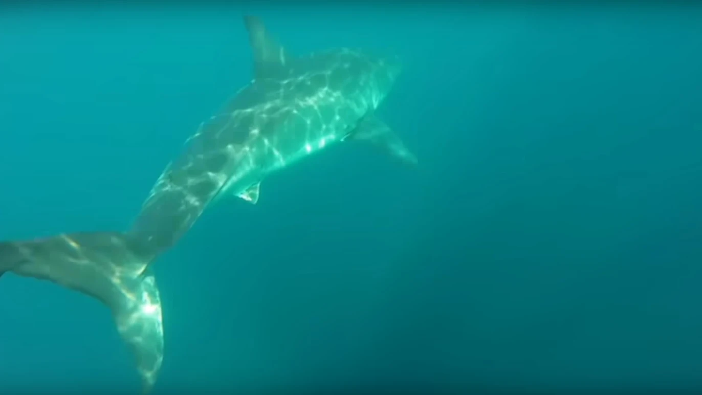 Un tiburón blanco persigue a dos kayakistas