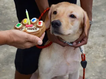 Es más importante saber en qué etapa de desarrollo se encuentra tu mascota que sus años de vida Es más importante saber en qué etapa de desarrollo se encuentra tu mascota que sus años de vida