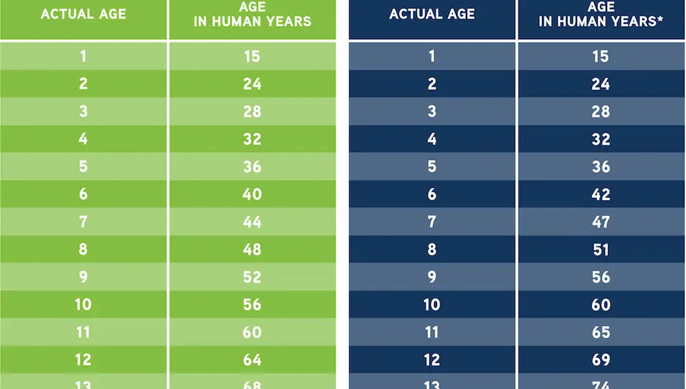 Equivalencias para años caninos (verdes) y felinos (azul), según la Asociación Estadounidense de Medicina Veterinaria