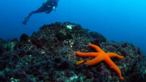 Los mejores lugares para practicar surf, paddle-surf o buceo en la costa vasco-francesa 