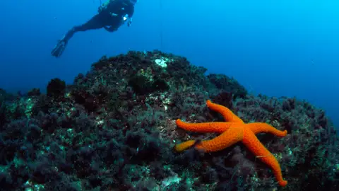 Buceo. Hendaya Los mejores lugares para practicar surf, paddle-surf o buceo en la costa vasco-francesa