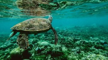 Solo un 13 de los oceanos del mundo permanece salvaje