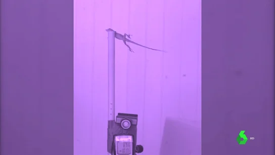 En la imagen una lagartija realizando el experimento En la imagen una lagartija realizando el experimento
