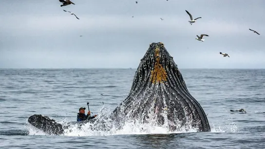 La ballena emerge delante del kayak Encuentro inesperado