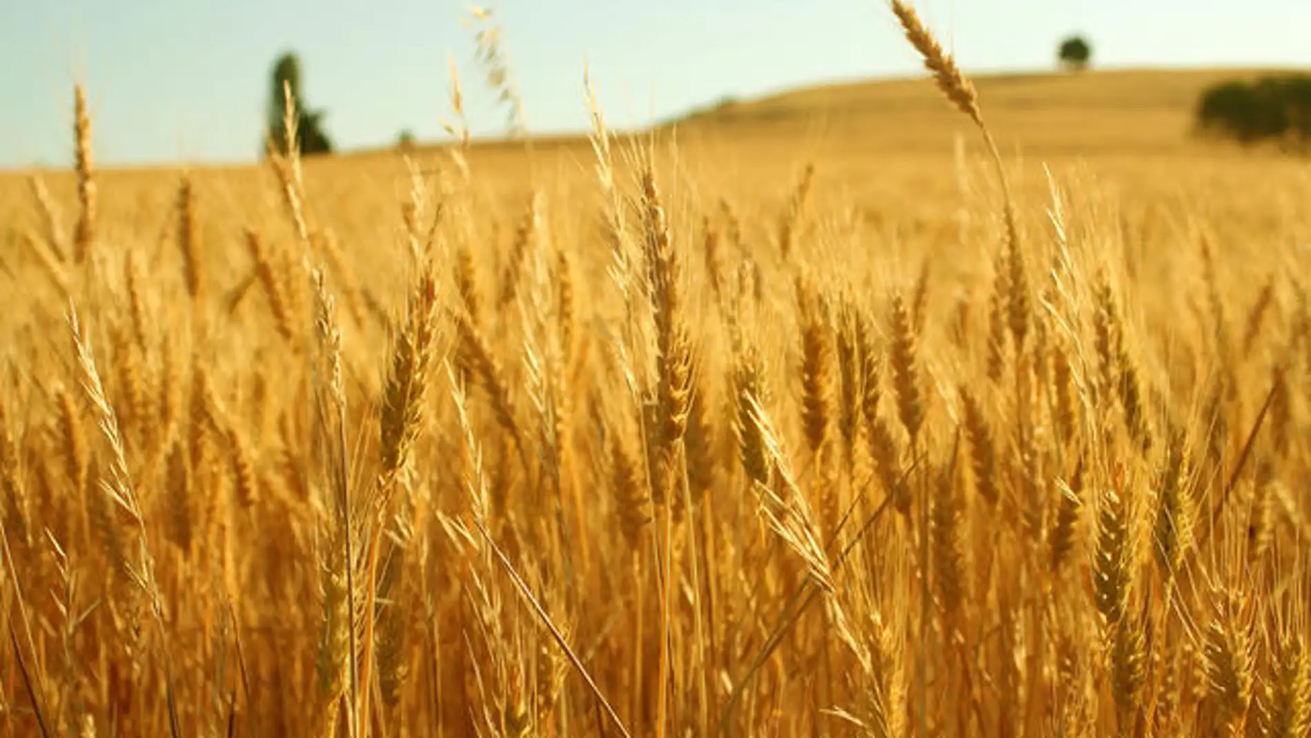 La UE puede danar a su sector agronomico al equiparar CRISPR con los transgenicos