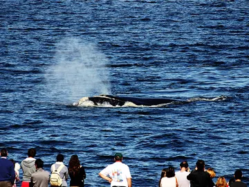 Turismo de Ballenas Turismo de Ballenas