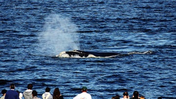 Turismo de Ballenas