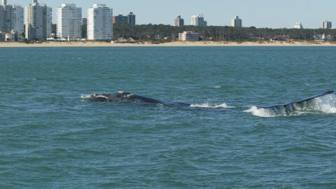 Comienza la temporada de avistamiento de ballenas en Uruguay 