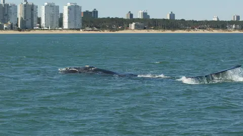 Turismo de Ballenas Comienza la temporada de avistamiento de ballenas en Uruguay