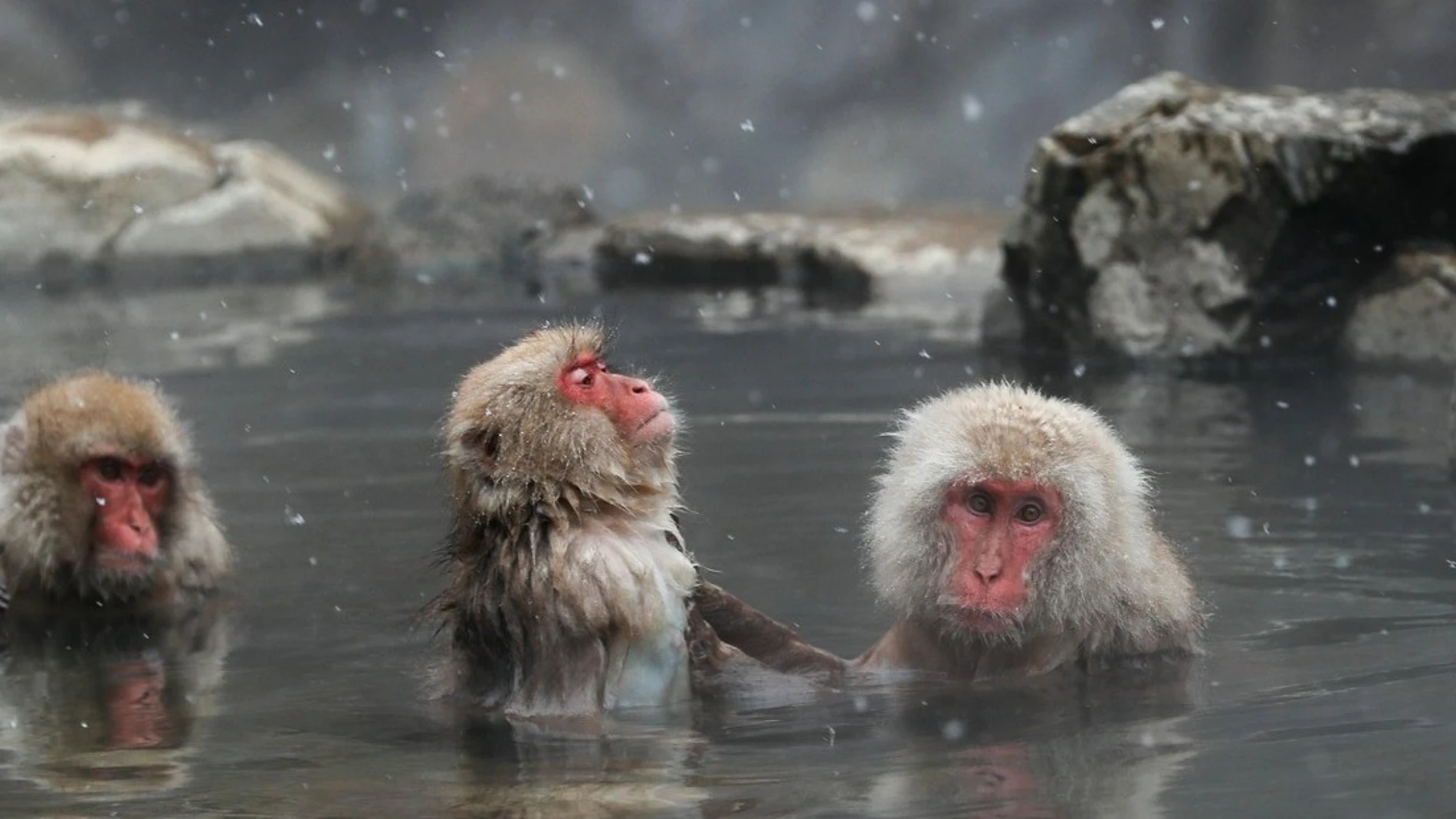 Imagen de archivo de macacos japoneses.