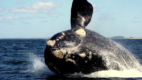 Comienza la temporada de avistamiento de ballenas en Uruguay 