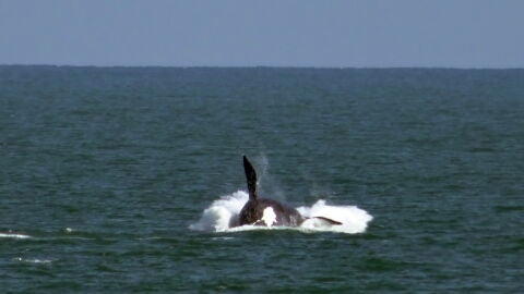 Comienza la temporada de avistamiento de ballenas en Uruguay 
