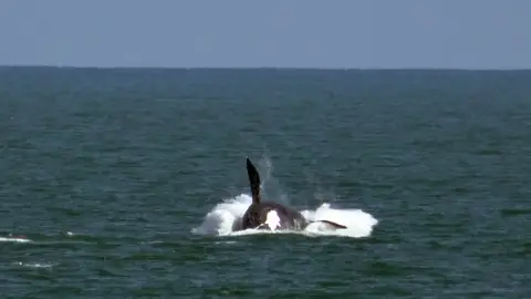 Turismo Ballenas Comienza la temporada de avistamiento de ballenas en Uruguay