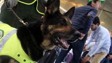 Sombra, la perra policía colombiana
