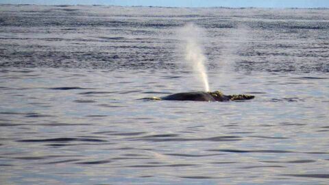 Comienza la temporada de avistamiento de ballenas en Uruguay 