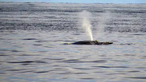 Turismo Ballenas Comienza la temporada de avistamiento de ballenas en Uruguay