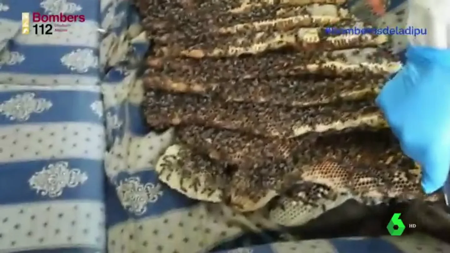 Enorme enjambre de abejas en Torrevieja Enorme enjambre de abejas en Torrevieja