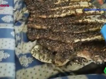 Enorme enjambre de abejas en Torrevieja Enorme enjambre de abejas en Torrevieja