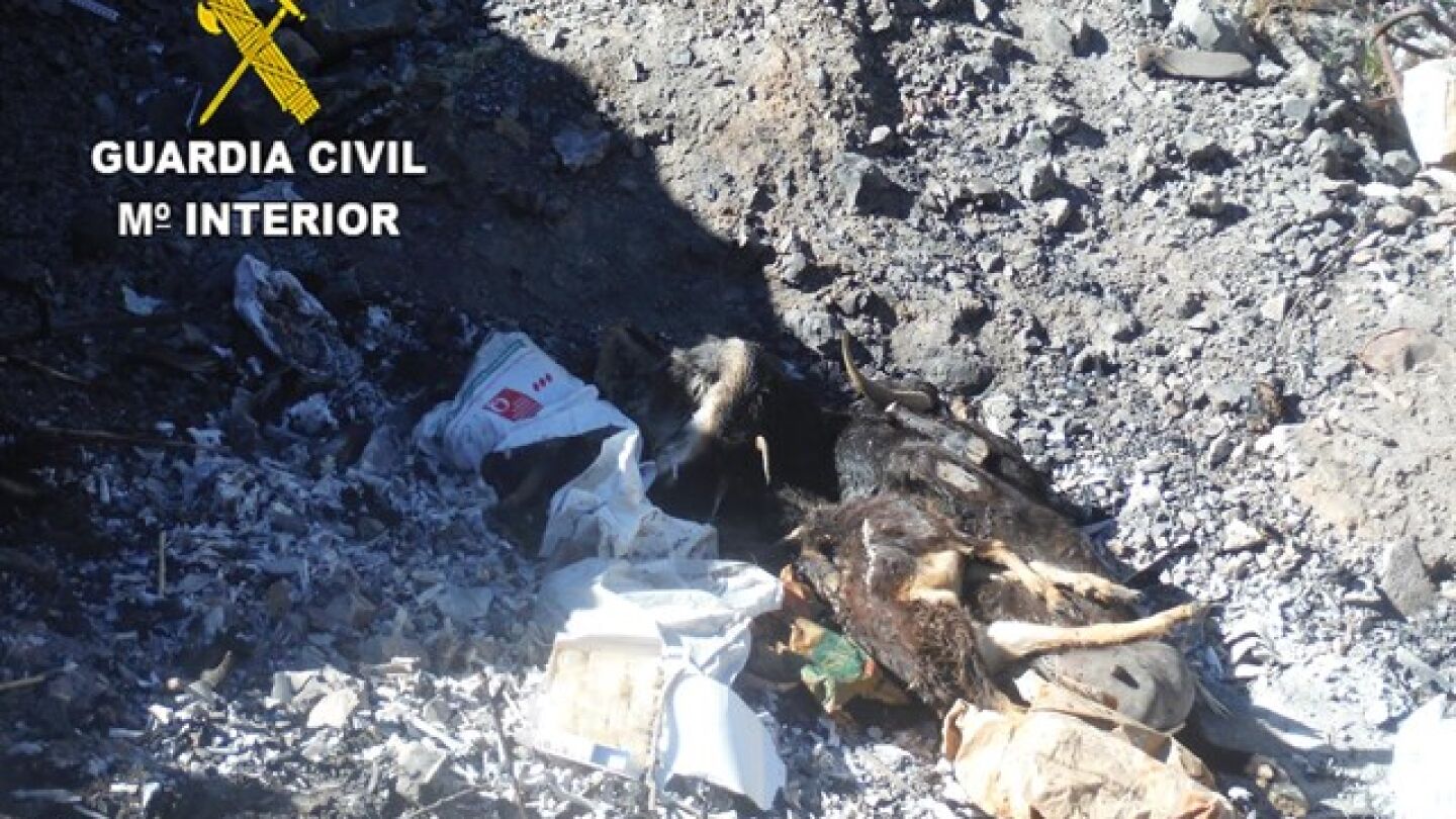 Varios cad&aacute;veres de animales (ganado caprino) arrojados a una zanja