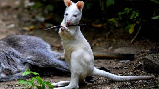 Archibald, una cr&iacute;a de canguro albino de 6 meses