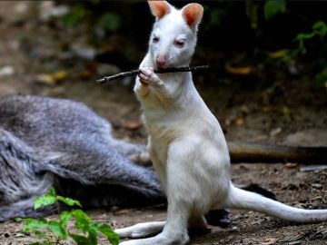 Archibald, una cría de canguro albino de 6 meses Archibald, una cría de canguro albino de 6 meses