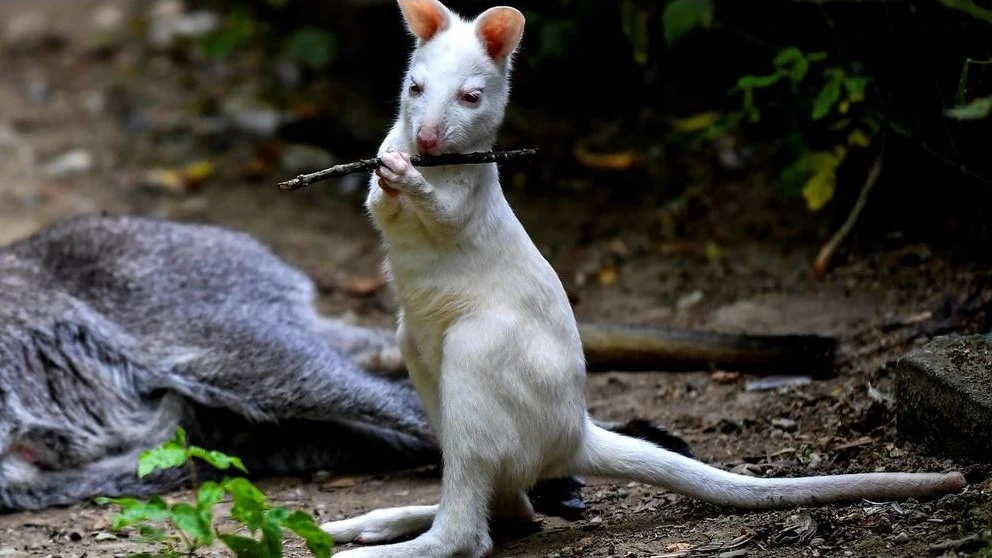 Archibald, una cría de canguro albino de 6 meses