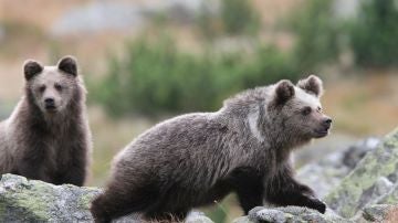Europa si es pais para osos pardos