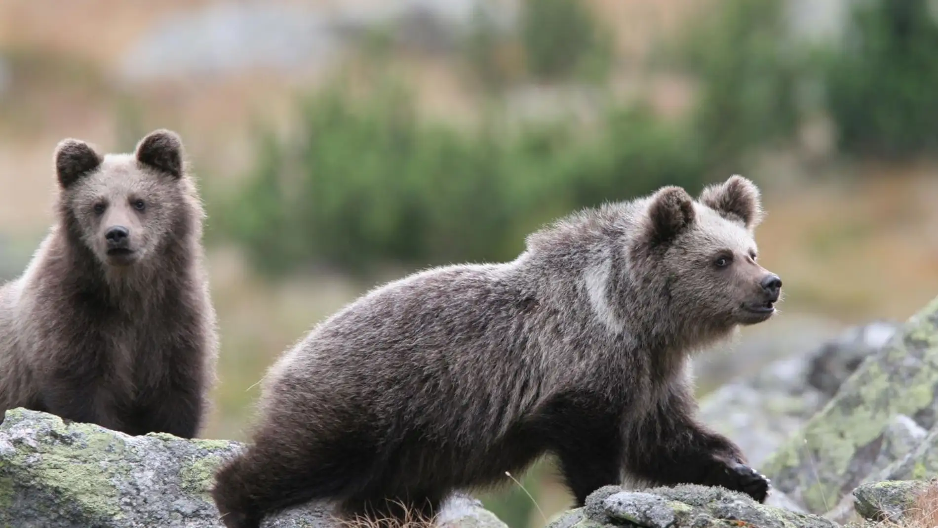 Europa si es pais para osos pardos