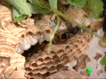 Enjambre de avispa velutina Enjambre de avispa velutina