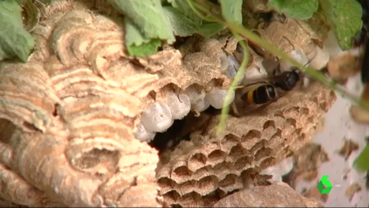 Enjambre de avispa velutina