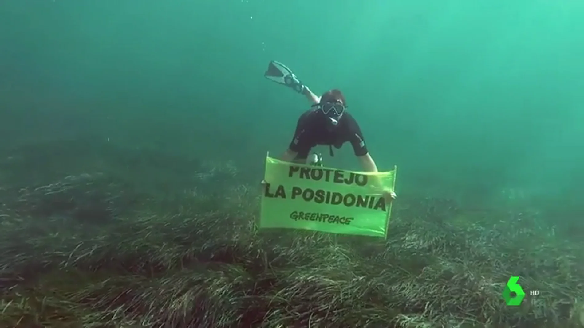 Buzo de Greenpeace en una pradera de Posidonia