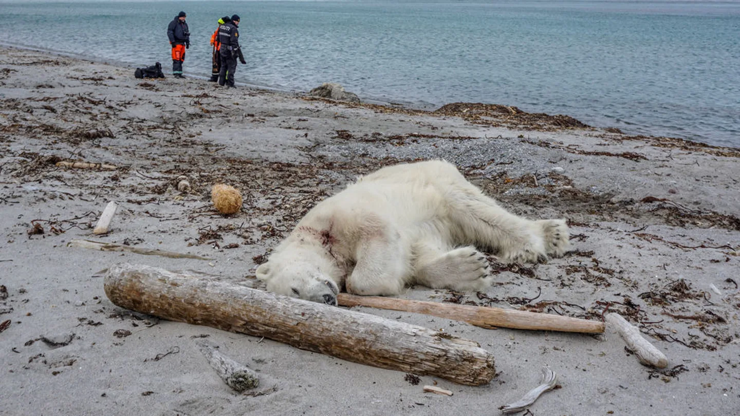 Matan a tiros a un oso polar Matan a tiros a un oso polar