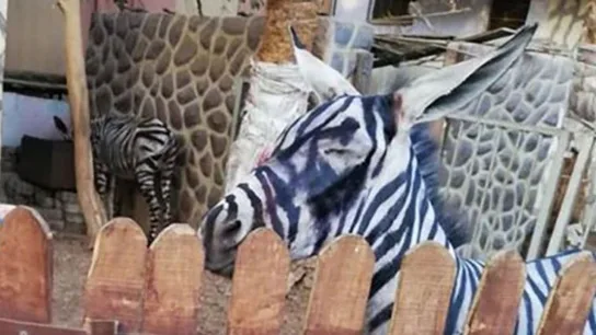 ¿Es un burro o una cebra? ¿Es un burro o una cebra?