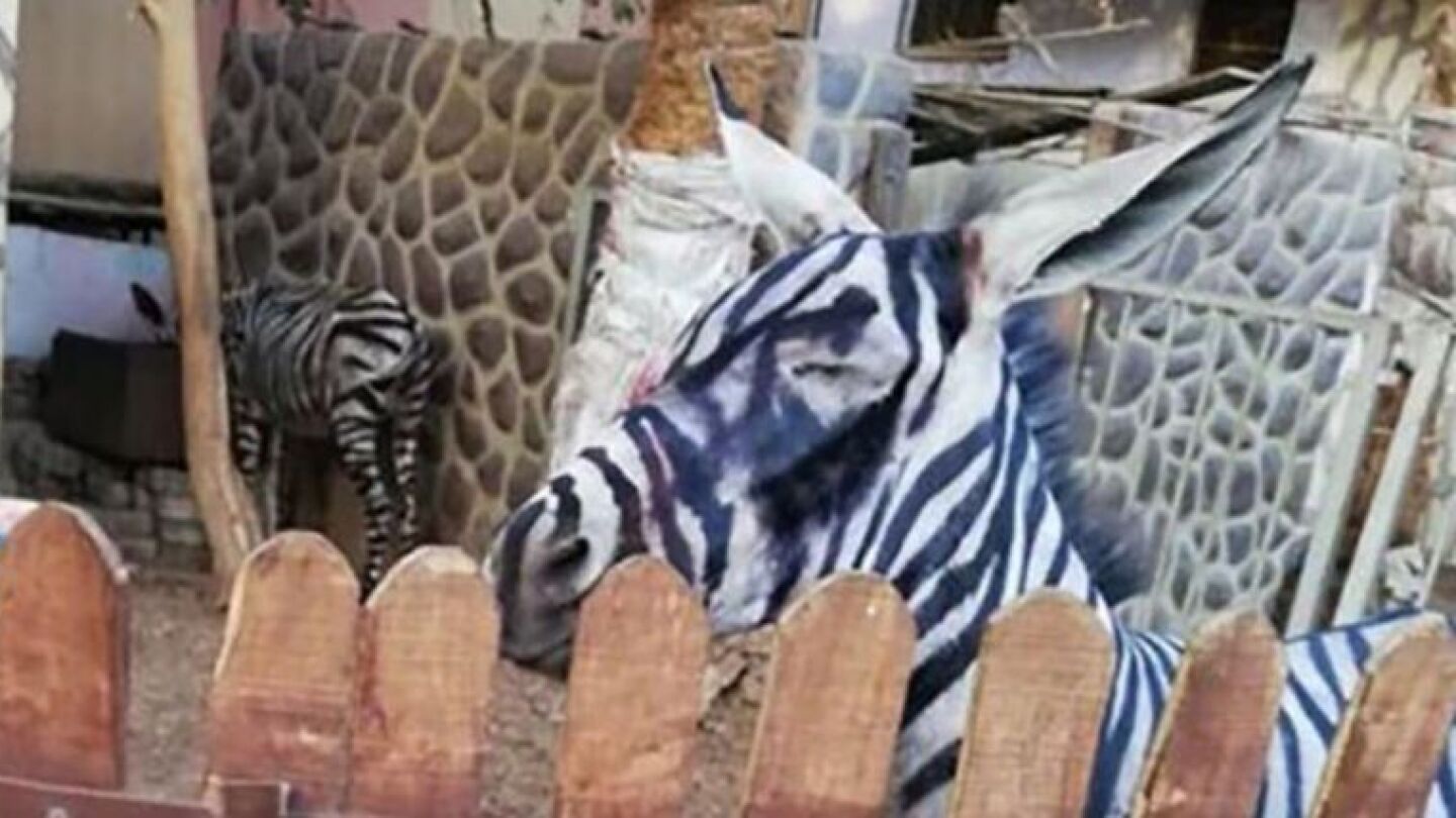 &iquest;Es un burro o una cebra?