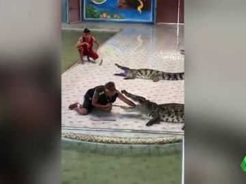 Un especialista mete la mano en la boca de un cocodrilo Un especialista mete la mano en la boca de un cocodrilo