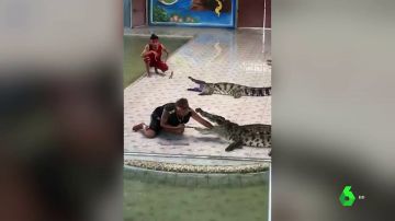 Un especialista mete la mano en la boca de un cocodrilo