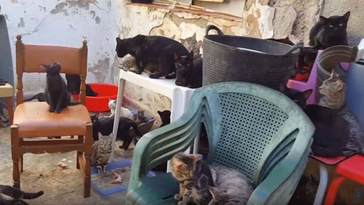 En la imagen alguno de los gatos que habitaban en la vivienda.