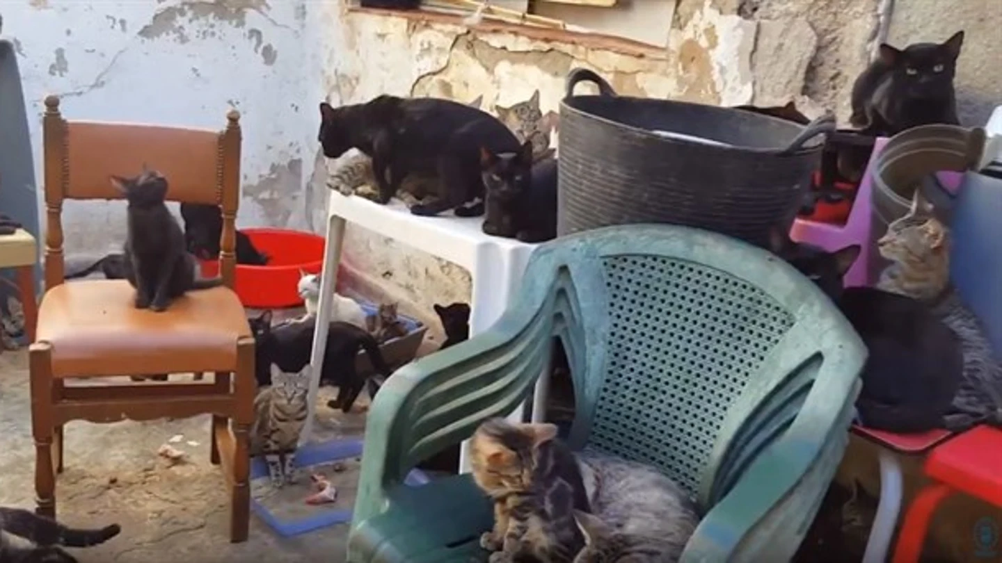 En la imagen alguno de los gatos que habitaban en la vivienda. En la imagen alguno de los gatos que habitaban en la vivienda.