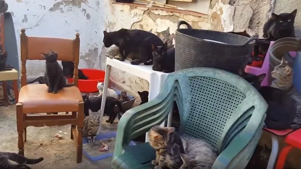 En la imagen alguno de los gatos que habitaban en la vivienda.