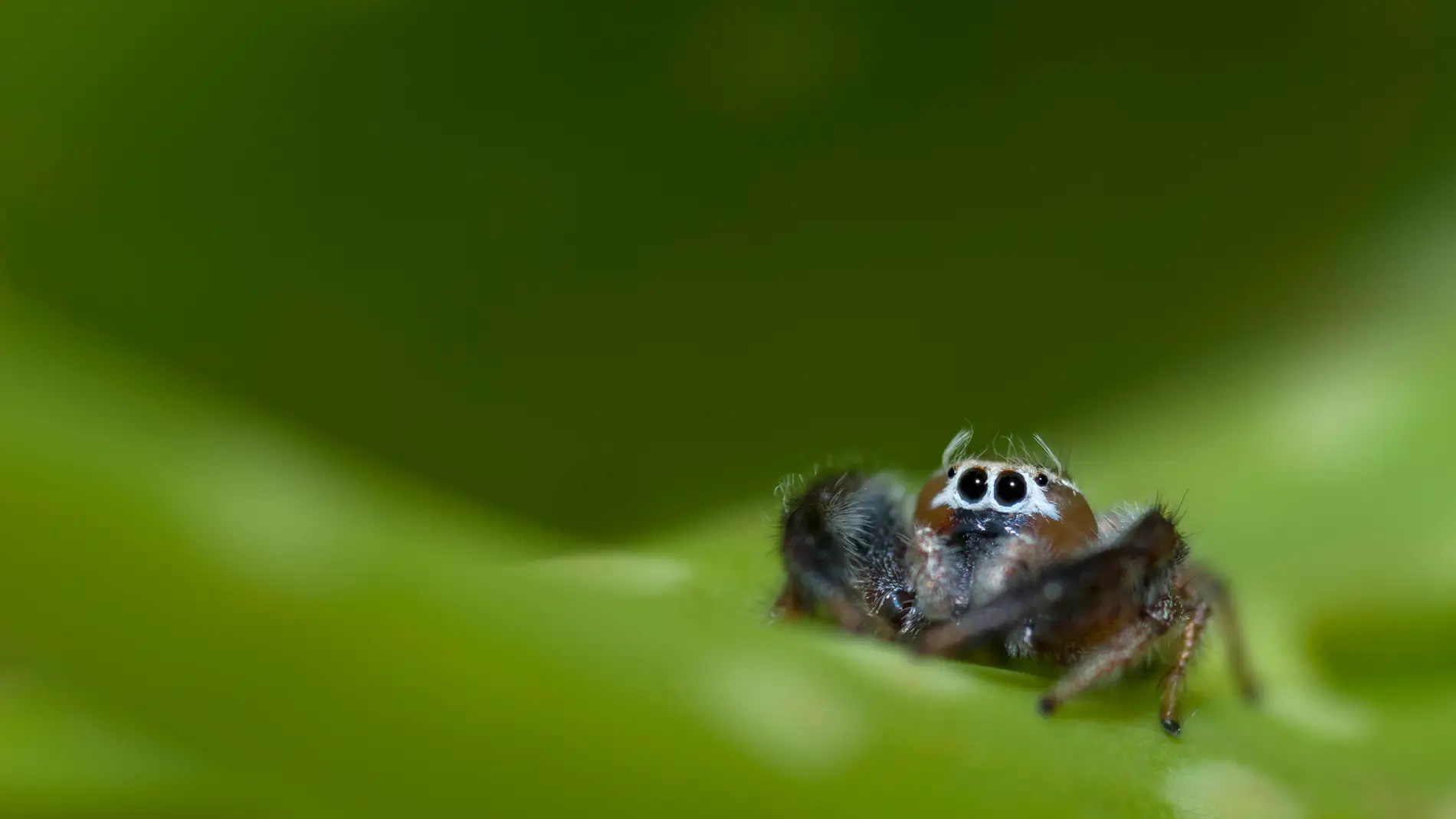 Thyene imperialis