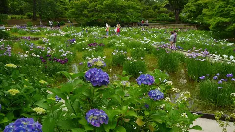 Showa Kinen Park Disfruta de un verano de lo más fresquito en Tokio